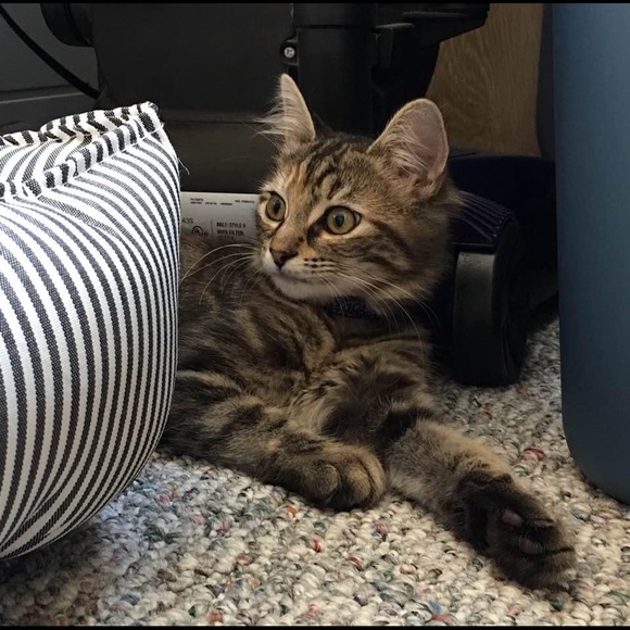 Meet your Posher, Anne - Picture 7 of 8